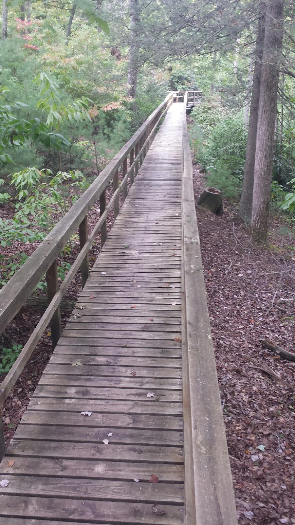 Long wood walkway with handrails built through the woods in Palm Harbor